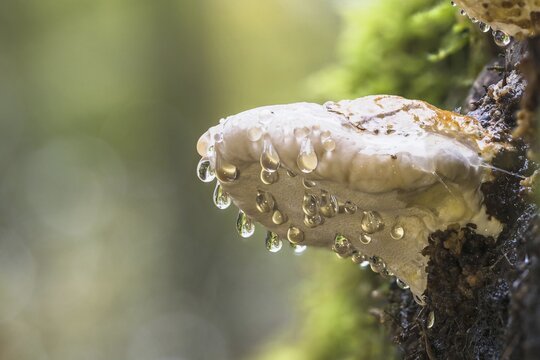 Tinder Fungus (Fomes fomentarius) with water drops, Hesse, Germany