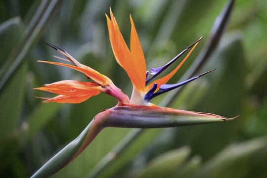 Strelitzia (Strelitzia reginae), flower, flowering, Kirstenbosch Botanical Garden, Cape Town, South Africa