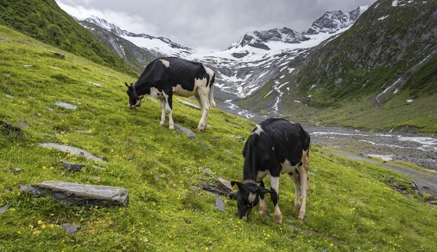 K&uuml;he im Tal weiden vor Gletscher, Schlegeiskees, Schnee bedeckte Berggipfel, Hoher Weiszint, Berliner H&ouml;henweg, Zillertal, Tirol, &Ouml;sterreich