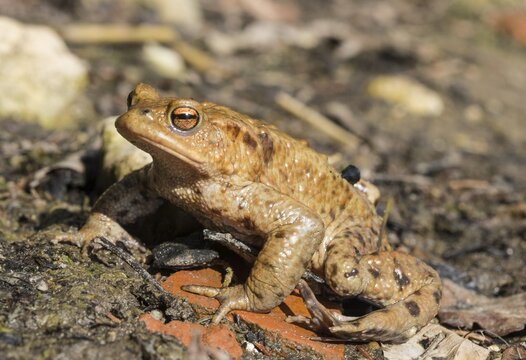 Common toads (Bufo bufo), mating at water, Stallauer Weiher, Bavaria, Germany