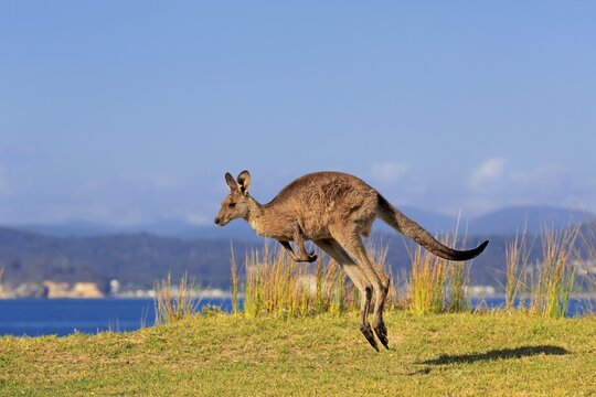 Eastern grey kangaroo (Macropus giganteus), adult, jumps over green meadow, Maloney Beach, New South Wales, Australia