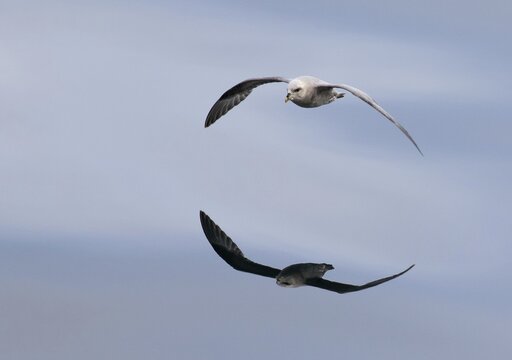 Flying Northern Fulmar (Fulmaris glacialis) reflected in the water, Spitsbergen, Norway