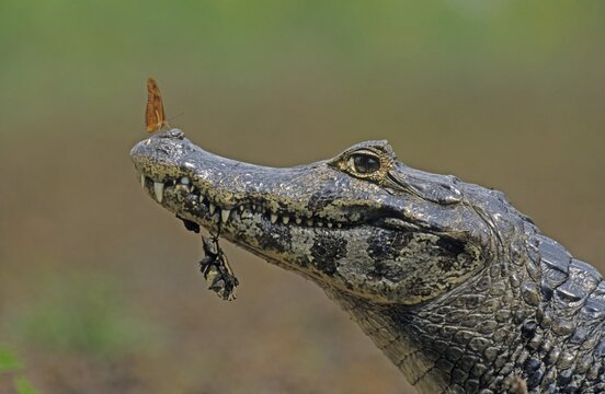 Spectacled Caiman (Caiman crocodilus) with butterfly on the nose, Pantanal, Brazil, South America