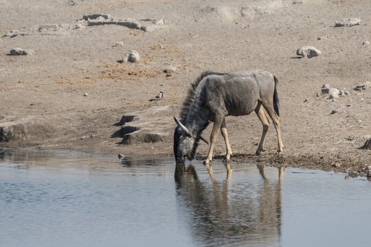Blue Wildebeest (Connochaetes taurinus) drinking at the Chudop waterhole, Etosha National Park, Namibia