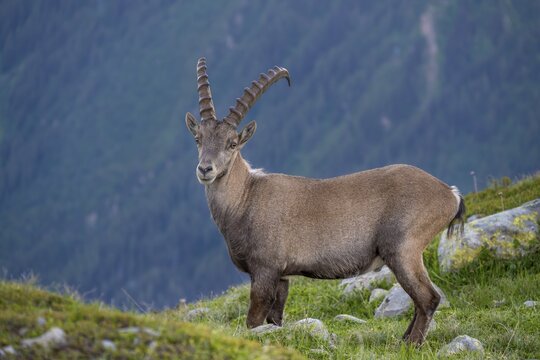 Alpine Ibex (Capra ibex) l&auml;uft &uuml;ber Fels, Mont Blanc Massif, Chamonix, France