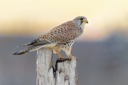 Common Common Kestrel (Falco tinnunculus), young male on pasture pole under red sky, dawn, Swabian Alb Biosphere Reserve, Baden-W&uuml;rttemberg, Germany
