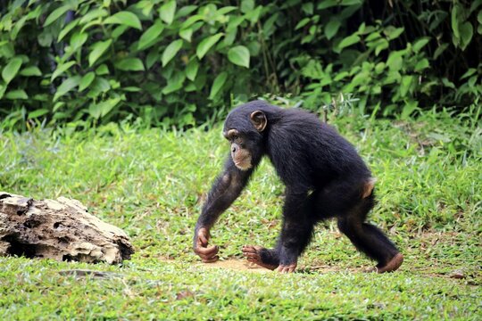 Chimpanzee, (Pan troglodytes troglodytes), chimpanzee, young offspring running, Africa, captive, occurrence Africa