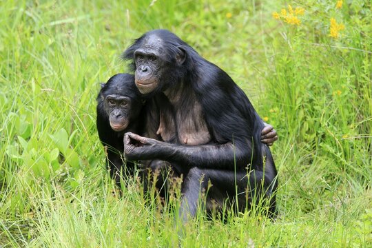 Bonobo, pygmy chimpanzee (Paniscus), adult, female, mother, young, social behaviour, alert, endangered species, captive