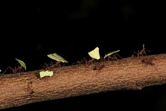 Leafcutter ants (Atta sexdens) transporting cut leaves, found in Central and South America, captive