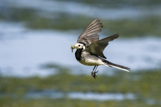 White wagtail (Motacilla alba), flying, with prey insects in its beak, Hesse, Germany