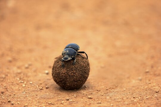 Dung beetle (Scarabaeus sacer), rolls ball of elephant dung, Addo Elephant National Park, Eastern Cape, South Africa