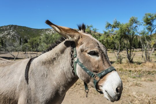 Donkey (Equus africanus asinus), Corsica, France