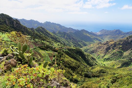 View of Anaga Mountains, cactus pear (Opuntia ficus-indica) in front, Tenerife, Canary Islands, Spain