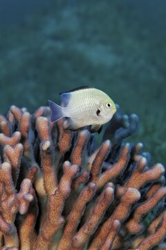 Grey Humbug (Dascyllus marginatus), on Stylophora stony coral (Stylophora subseriata), Red Sea, Jordan