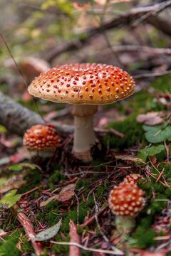 Red Fly agaric (Amanita muscaria) on mossy forest soil, Mount Rainier National Park, Washington, USA