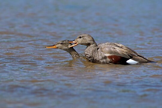 Gadwalls (Anas strepera), mating, Mecklenburg-Western Pomerania, Germany