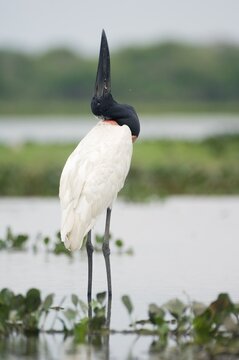 Jabiru (Jabiru mycteria), Pantanal, Brazil