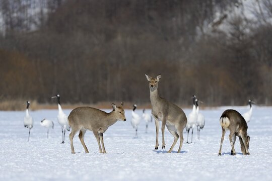 Hokkaido sika deer, Spotted deer or Japanese deer (Cervus nippon yesoensis), hinds, Red-crowned Cranes, Japanese Cranes or Manchurian Cranes (Grus japonensis), at back, Shitsugen Nationalpark, Kushiro, Hokkaido, Japan