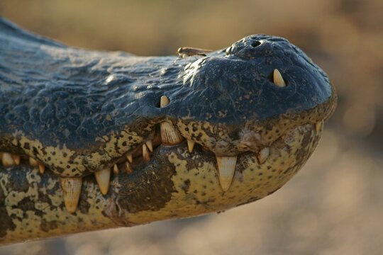 Yacare caiman (Caiman Yacare, Caiman crocodilus yacare), snout with teeth, detail, Pantanal, Brazil