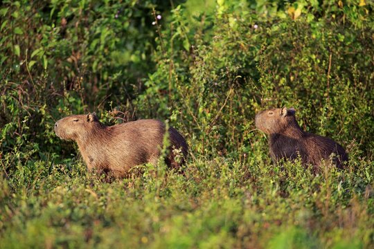 Capybara (Hydrochoerus hydrochaeris), adults, in bushes, Pantanal, Mato Grosso, Brazil