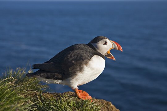 Atlantic Puffin (Fratercula arctica), Latrabjarg, Westfjords, Iceland, Atlantic Ocean