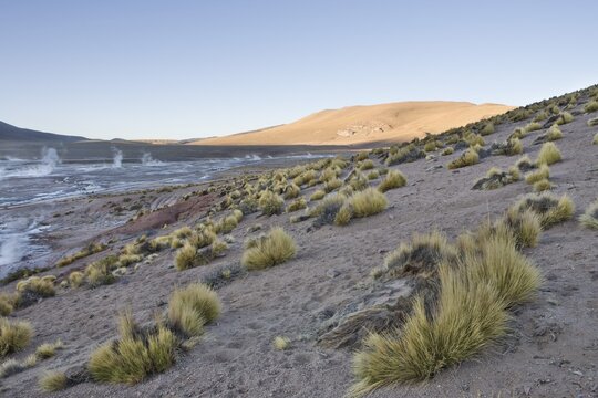 Paja brava grasses, Tatio Geysers, Regi&oacute;n de Antofagasta, Chile, South America