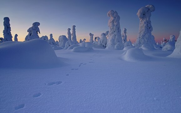 Snow landscape with footprints of the snow hare, Kuntivaara, Finland