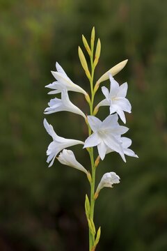 Cape Horn Lily (Watsonia borbonica ardernei) (Watsonia borbonica), subsp. ardernei, flower, flowering, bloom, Harold Porter National Botanical Garden, Betty's Bay, South Africa