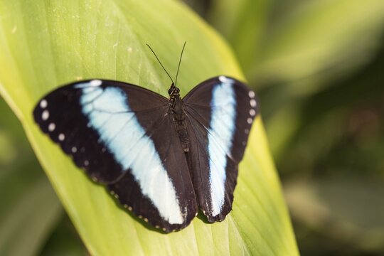 Blue Morpho (Morpho peleides), captive, Munich