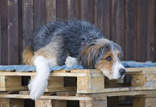 Young St. Bernard mix laying on a wooden skid, Lower Austria, Austria, Europe