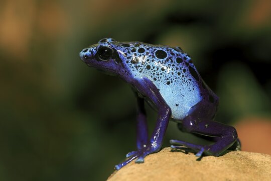 Dyeing dart frog or tinc (Dendrobates tinctorius), adult, found in South America, captive, Germany
