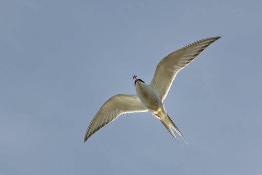 Arctic Tern (Sterna paradisaea), in flight, Rau&eth;inupur, Iceland, Europe