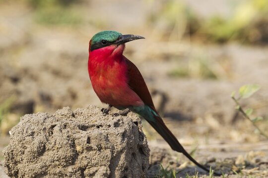 Southern Carmine Bee-Eater (Merops nubicoides), Chobe National Park, Botswana
