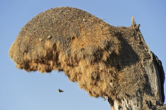 Weaver nest, Etosha National Park, Namibia, Africa