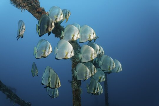 School of teira batfish (Platax teira) above the Alma Jane wreck, Sabang Beach, Puerto Galera, Mindoro, Philippines