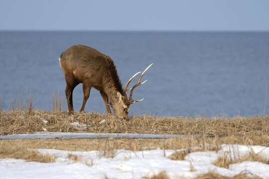 Hokkaido sika deer, Spotted deer or Japanese deer (Cervus nippon yesoensis), male, stag, foraging for food, Sea of ​​Okhotsk at back, Shiretoko Nationalpark, Rausu, Hokkaido, Japan