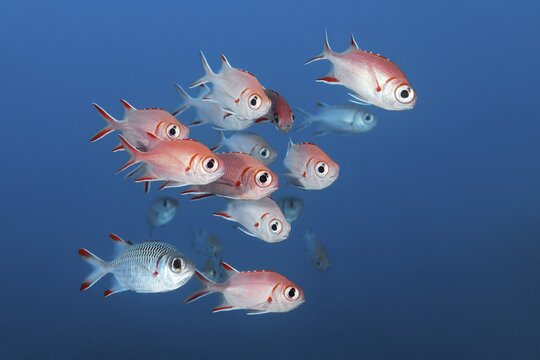 Pinecone soldierfish (Myripristis murdjan) swimming in blue water Indian Ocean, North Mal&eacute; Atoll, Maldives