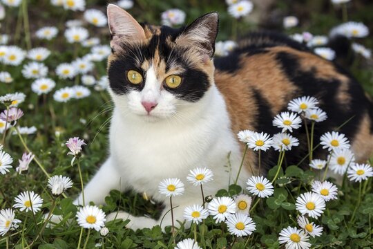 European shorthair, felidae (Felis catus), tricolour, lying in daisies, Baden-W&uuml;rttemberg, Germany