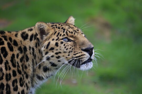 North China leopard (Panthera pardus japonensis), adult, animal portrait, captive, England, United Kingdom