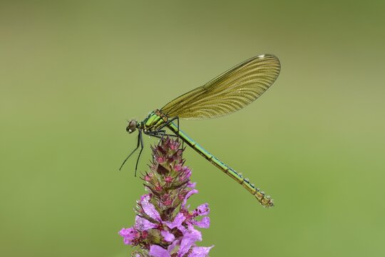 Banded Demoiselle (Calopteryx splendens), female, Reussspitz, Maschwanden, Switzerland, Europe