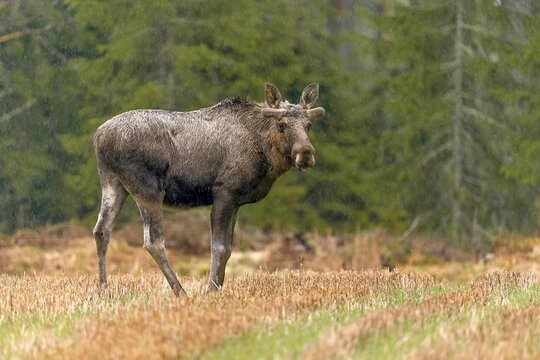 Elk (Alces alces), bull, standing on forest meadow in rain, Hedmark Province, Norway
