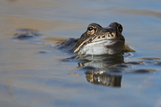 Common frog (Rana temporaria) spawning in waters, Emsland, Lower Saxony, Germany