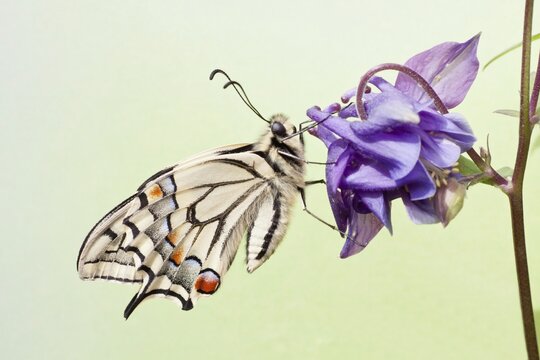 Old World Swallowtail (Papilio machaon) butterfly on a Columbine, North Hesse, Hesse, Germany