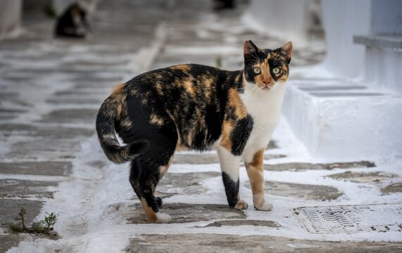 Black and yellow tabby cat in an alley, Paros, Cyclades, Aegean Sea, Greece