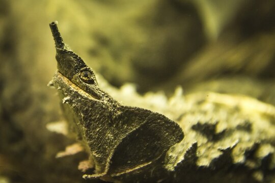 Animal portrait of a mata mata (Chelus fimbriatus), captive