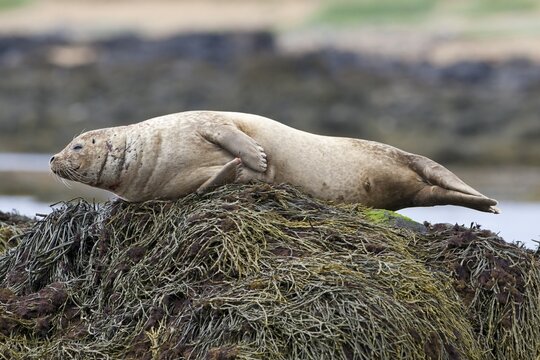 Harbor or Harbour Seal (Phoca vitulina), Sn&aelig;fellsnes, Sn&aelig;fellsness, Iceland, Europe