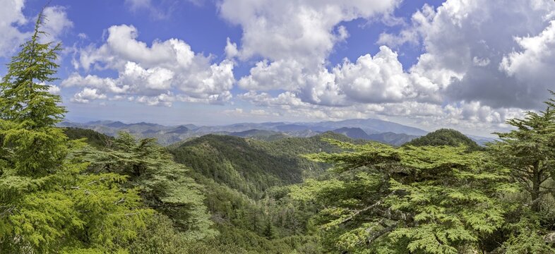 Cyprus cedar (Cedrus brevifolia), view from Tripylos peak, Cedar valley, Troodos mountains, Nicosia, Republic of Cyprus, Cyprus