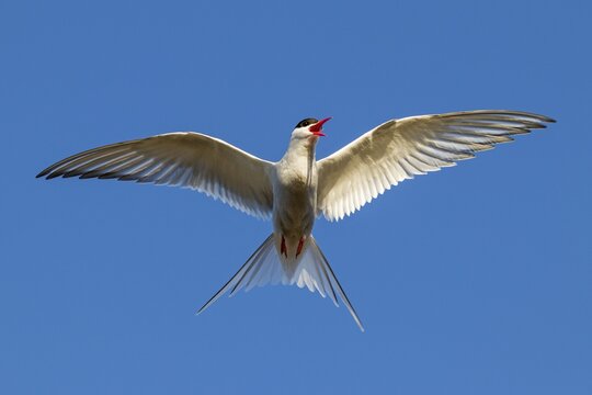 Arctic tern (Sterna paradisaea) in flight, calling, Snaefellsnes Peninsula, Iceland
