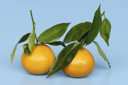 Tangerines / (Citrus reticulata)