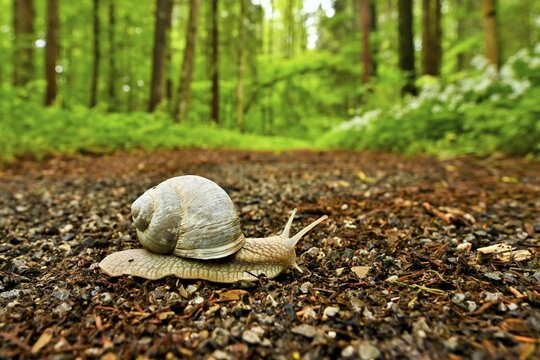 Burgundy snail ( Helix pomatia) crawls along a forest path with flowering flowers in the background Ramsons ( Allium ursinum) , Sihlwald Wilderness Park, Canton of Zurich, Switzerland